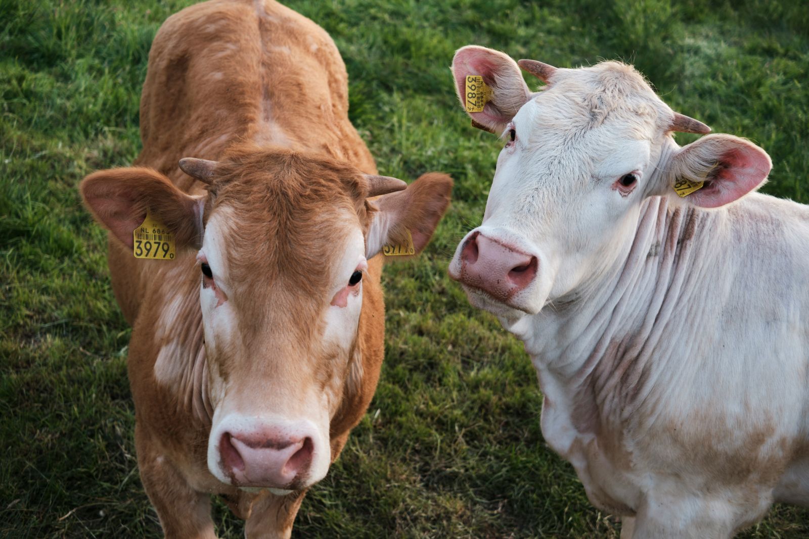 Brown and white cow by Frans Ruiter via Unsplash